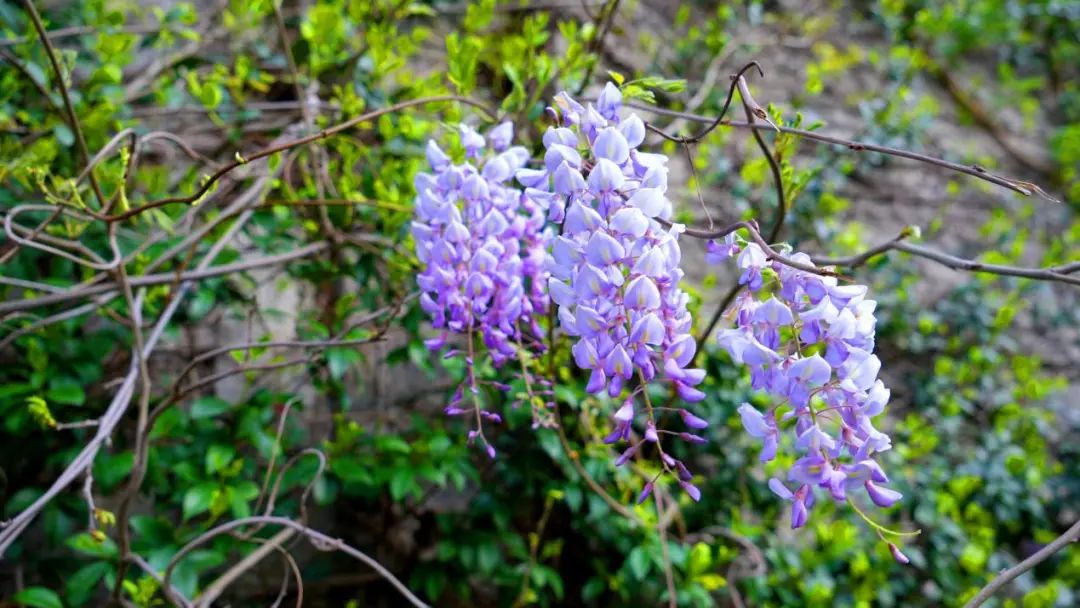 在春天播种希望！沉浸式打卡江湾「花园」医院