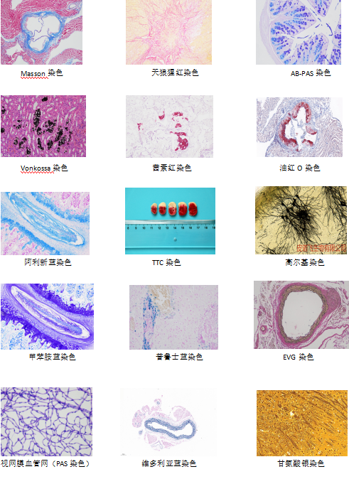 生物组织样本包埋切片染色服务