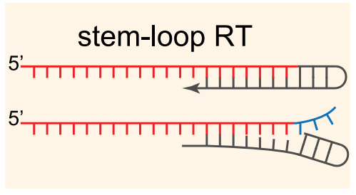 如何实现更加灵敏、快速的miRNA检测