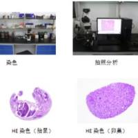 生物组织样本包埋切片染色服务