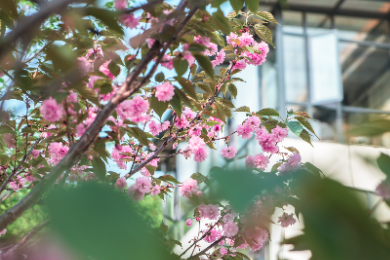 在春天播种希望！沉浸式打卡江湾「花园」医院