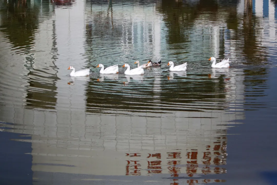 在春天播种希望！沉浸式打卡江湾「花园」医院