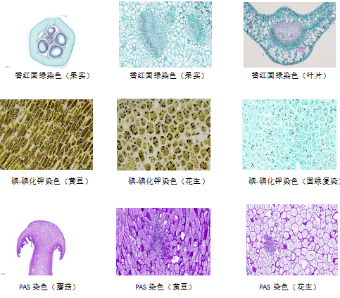 生物组织样本包埋切片染色服务