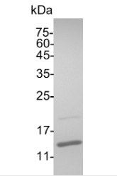 Croyez Bioscience丨艾美捷GMP IFN γ，人解决方案