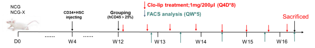 红细胞疾病药研:谁懂红系之痛,NCG-X小鼠乘风破浪越“关山”
