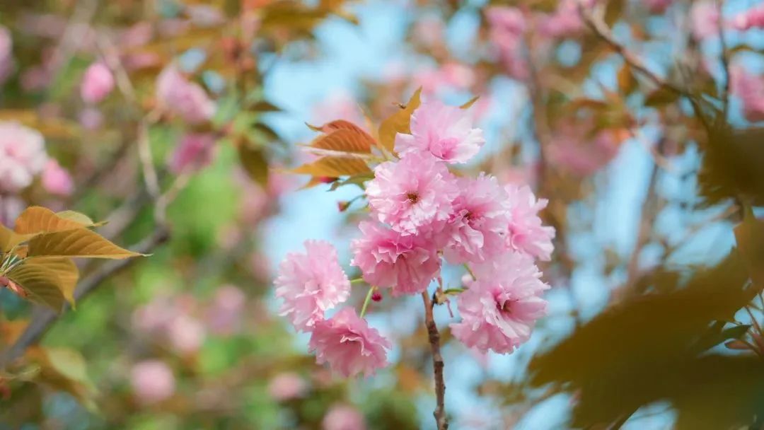 在春天播种希望！沉浸式打卡江湾「花园」医院