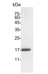 Croyez 艾美捷GMP IL-1 β（白细胞介素-1 β）人解决方案