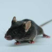 SOD1-G93A （肌萎缩侧索硬化）渐冻症模型【开学季活动  买一送一】