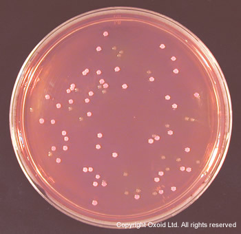 Oxoid山梨醇麦康凯琼脂CM0813B,CM0981B,改