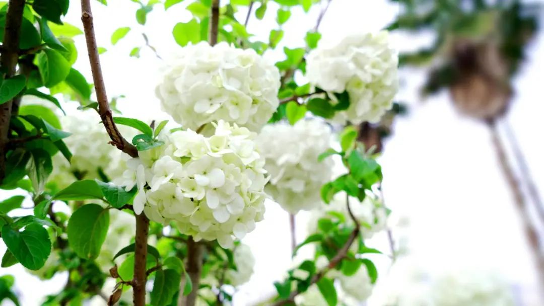 在春天播种希望！沉浸式打卡江湾「花园」医院