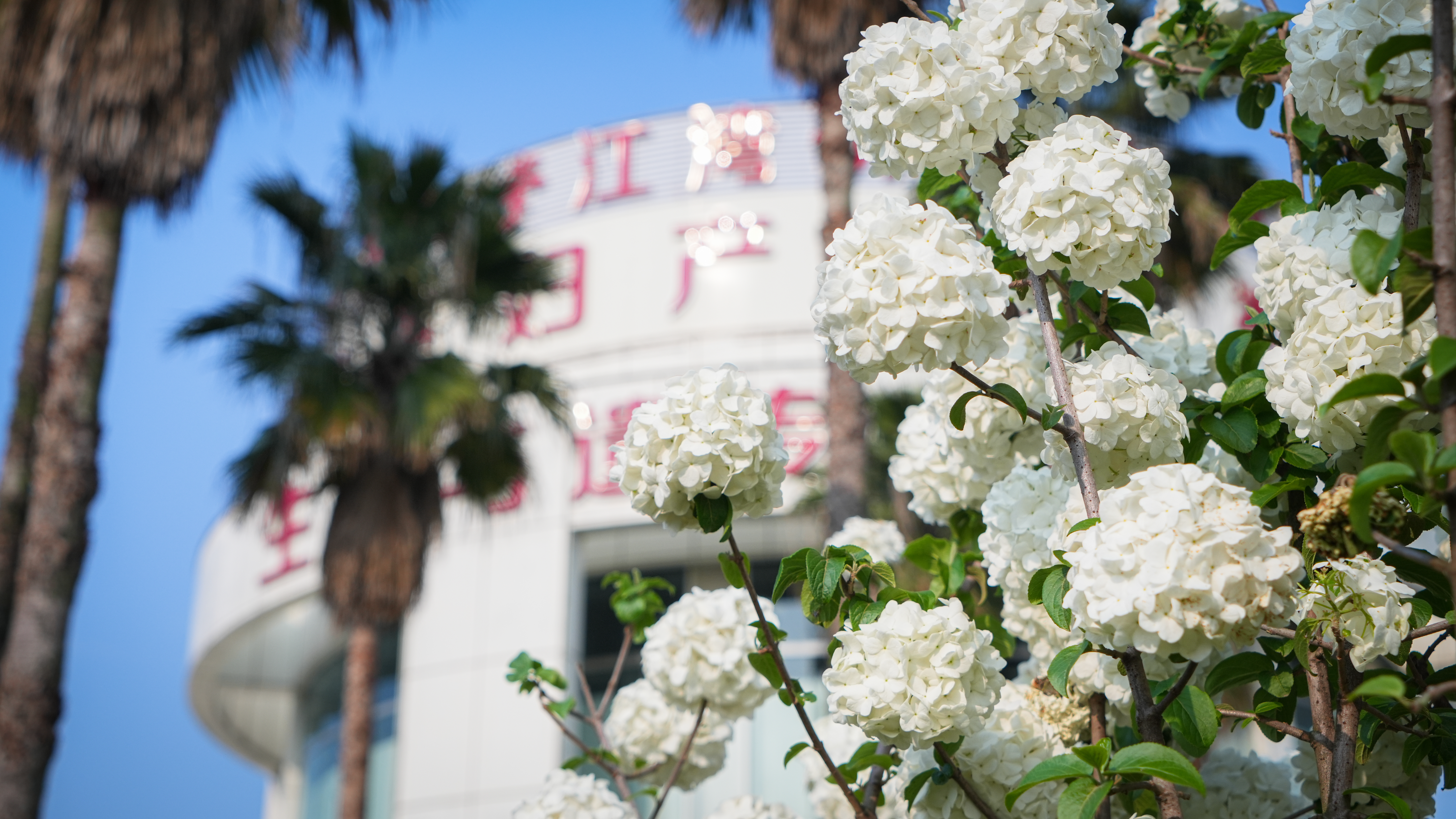 在春天播种希望！沉浸式打卡江湾「花园」医院