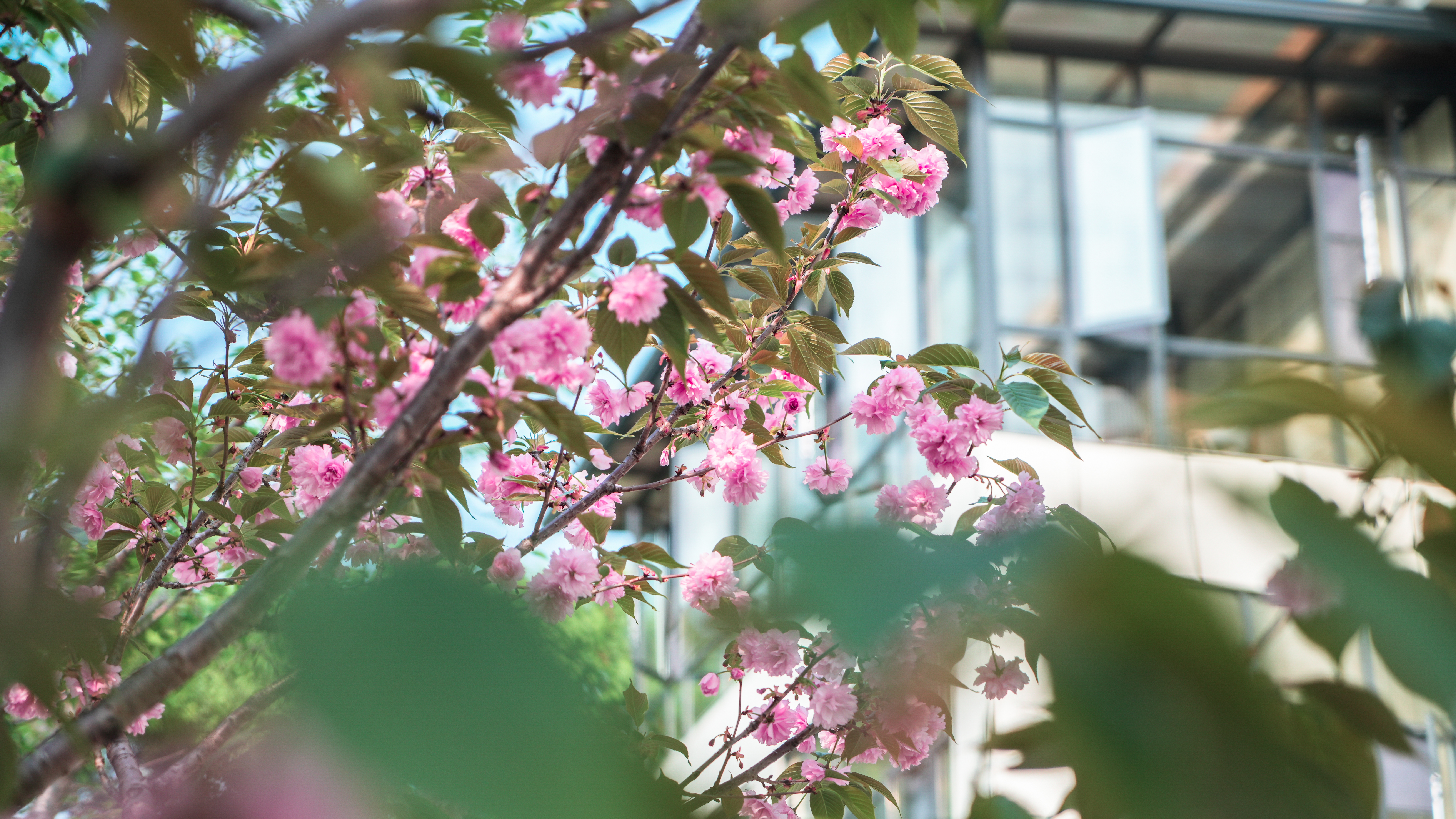 在春天播种希望！沉浸式打卡江湾「花园」医院