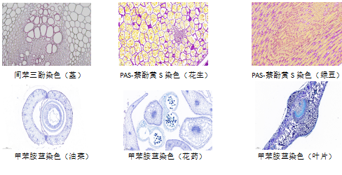 生物组织样本包埋切片染色服务