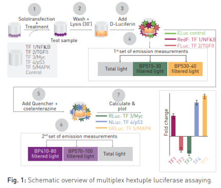 荧光素酶检测进阶啦 ,6 重荧光素酶分析用上了吗?
