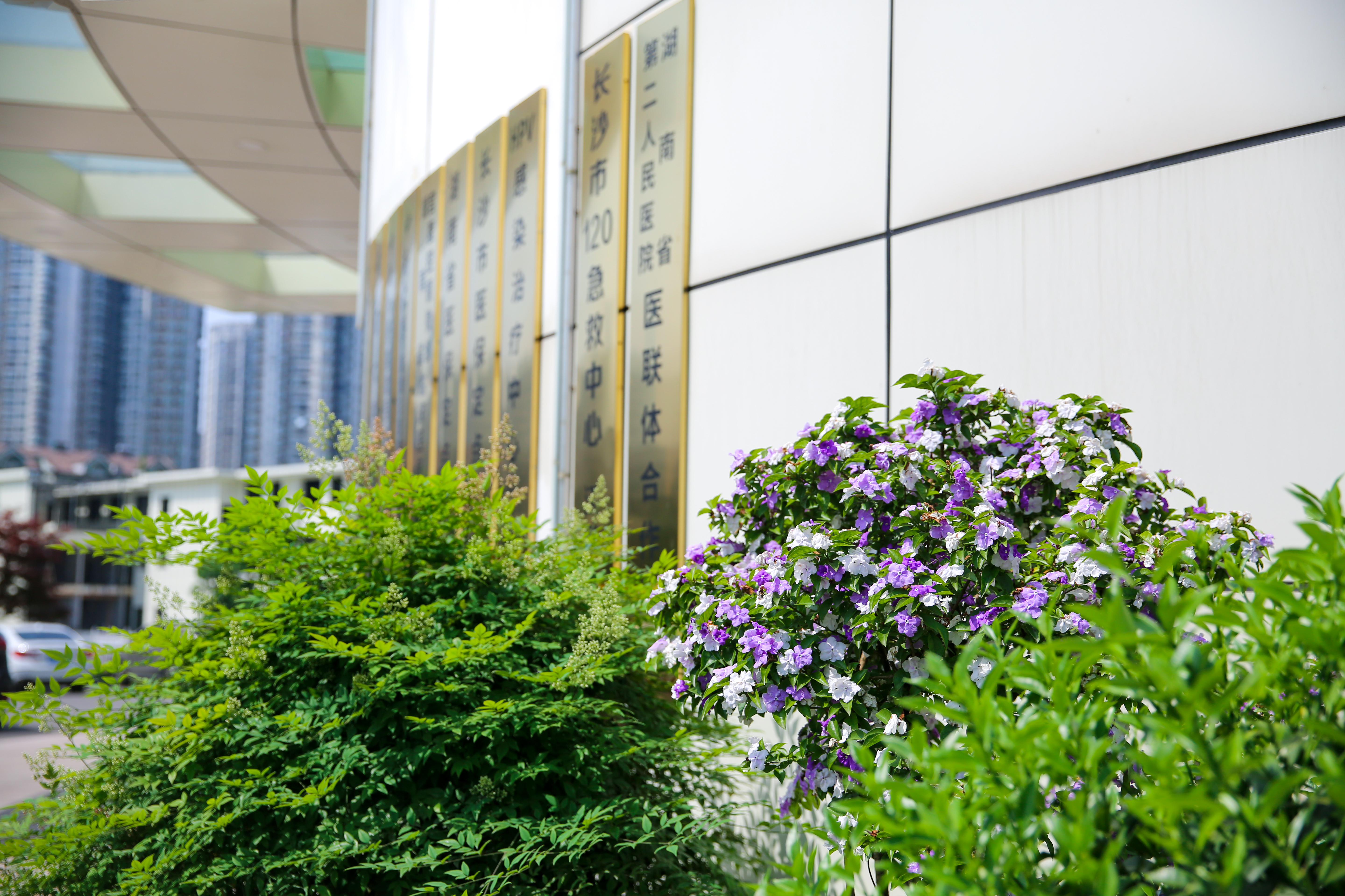 在春天播种希望！沉浸式打卡江湾「花园」医院