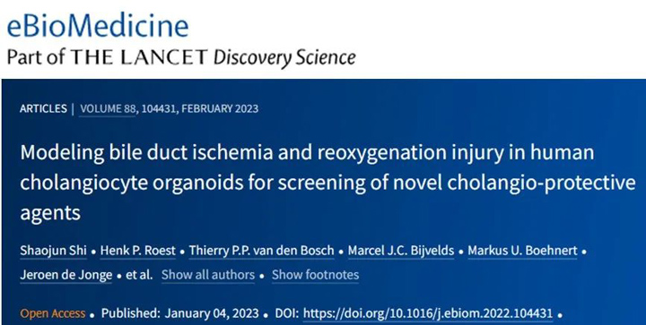 eBioMedicine：基于人源胆管类器官模拟缺血再灌引起的胆管损伤，筛选新型胆管保护剂