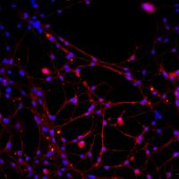 细胞株/细胞株库/STR鉴定/种属鉴定