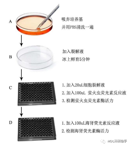 双荧光素酶报告基因的检测