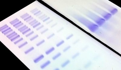 Biotium丨艾美捷DNAzure蓝色核酸凝胶染色解决方案