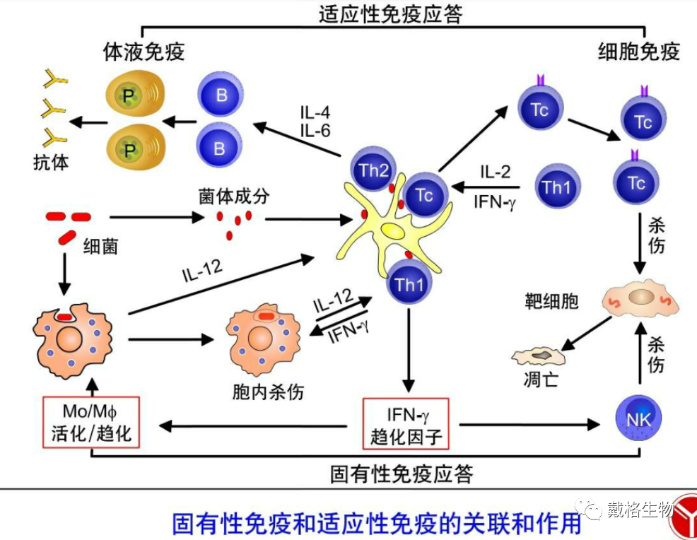 免疫学相关——免疫应答