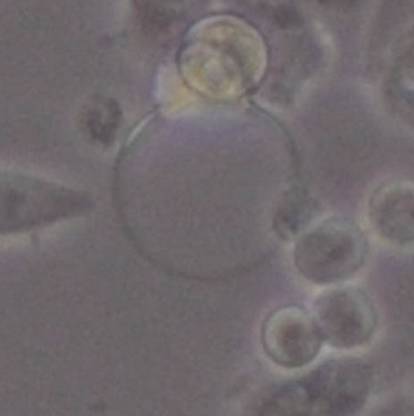 通过辨别细胞生长状态避免细胞死亡的方法技巧