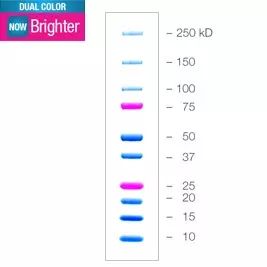 Precision Plus Protein Dual Color Standards, 500 μl
