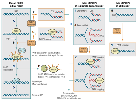  PARP Trap和 PARP Trap 检测