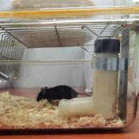 酒精性脂肪肝模型饲料