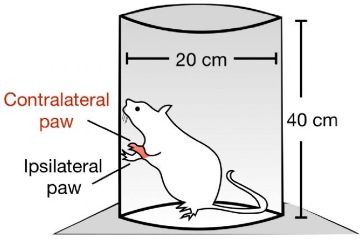 5分钟学会圆筒实验（cylinder test）