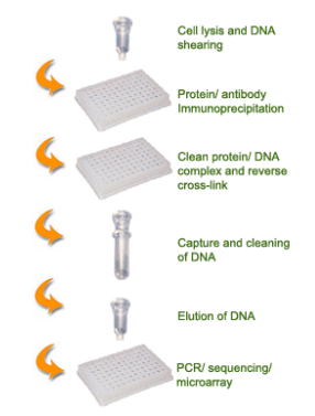艾美捷植物染色质免疫沉淀(ChIP)试剂盒,操作简便、结果可靠 艾美捷植物染色质免疫沉淀(ChIP)试剂盒,操作简便、结果可靠