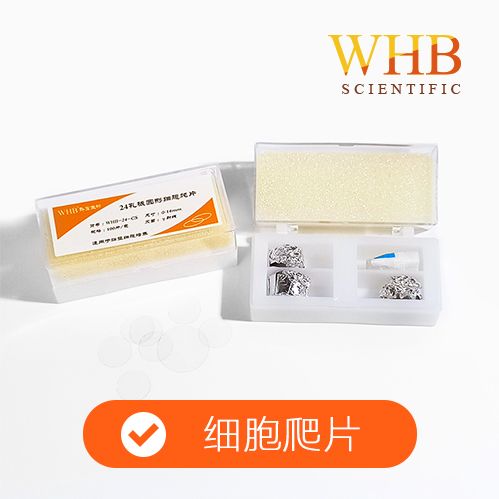 多聚赖氨酸处理48孔板圆形细胞爬片（8mm），灭菌