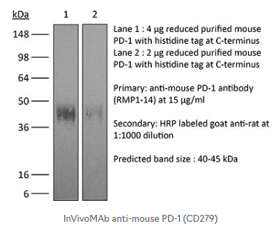 艾美捷InVivoMAb 抗小鼠 PD-1（#BE0146）解决方案