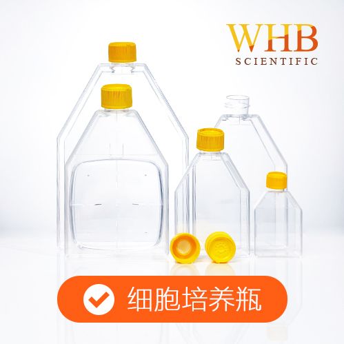 WHB 卧宏 TC处理150cm²细胞培养瓶，600ml，透气盖，灭菌
