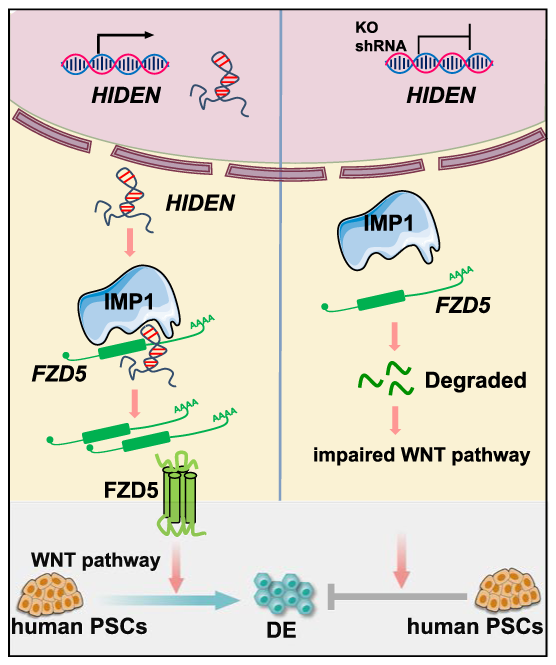 lncRNA研究进展盘点丨20230505期