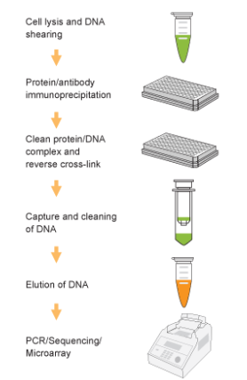 艾美捷植物染色质免疫沉淀(ChIP)试剂盒的应用方案 艾美捷植物染色质免疫沉淀(ChIP)试剂盒的应用方案