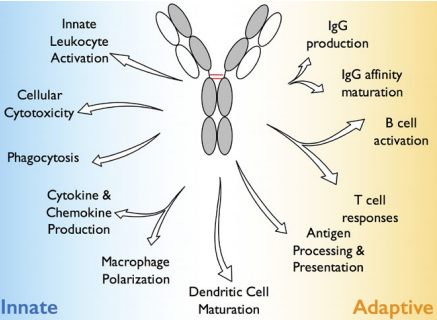 Fc受体亲和力助力抗体开发“狂飙”