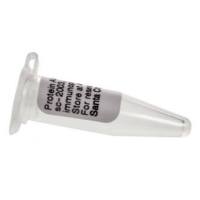 （麦格生物）Santa Cruz 原装正品 现货促销