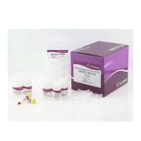 天根DP104-02高纯度质粒小提试剂盒，50次