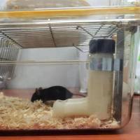 液体饲料饲喂器