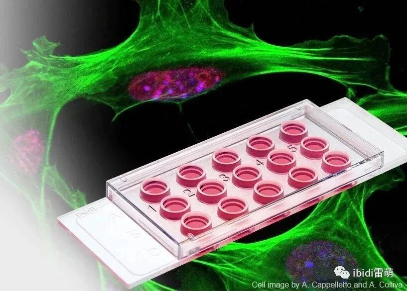 ibidi µ-Slide 15 Well 3D载玻片不仅仅是做血管生成实验，想知道更多吗？