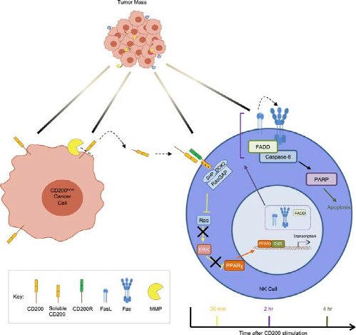 CD200 胞外域脱落到肿瘤微环境中导致 NK 细胞功能障碍和细胞凋亡