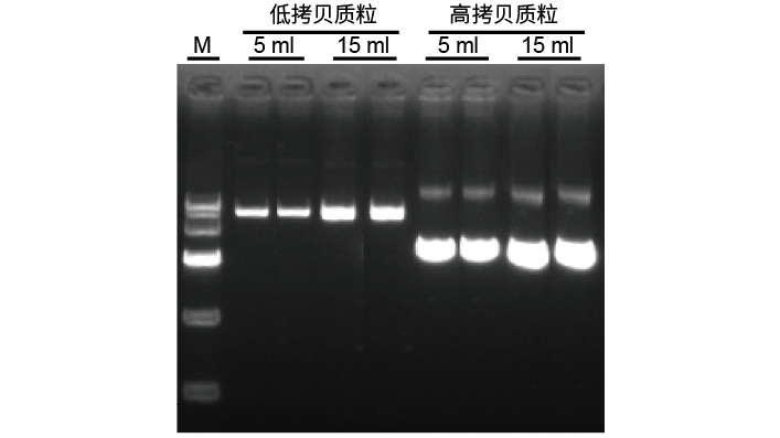 天根DP118-02无内毒素质粒小提中量试剂盒，50次