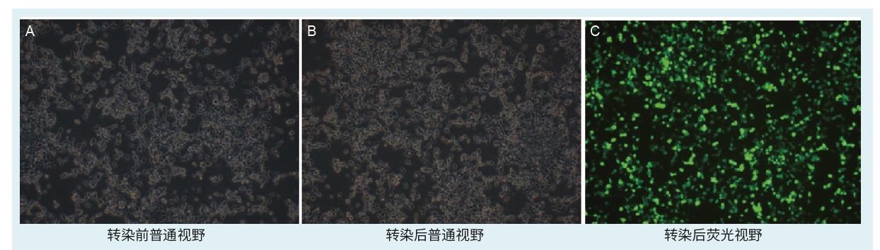 天根DP118-02无内毒素质粒小提中量试剂盒，50次