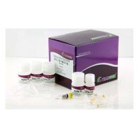 天根DP107-02高纯度质粒小提中量试剂盒，50次