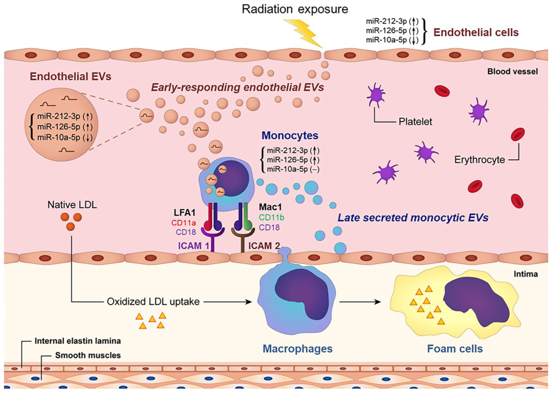 miRNA研究进展盘点丨20230508期