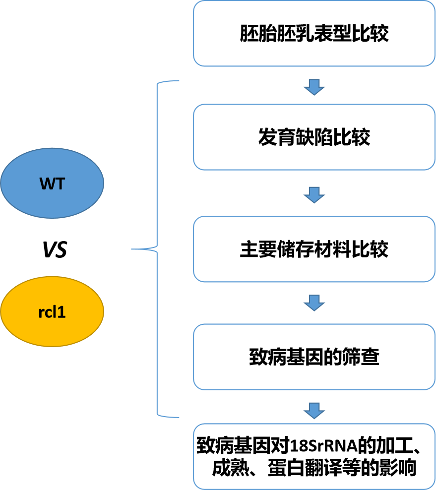 客户文章-安徽农业大学杨俊课题组发现玉米籽粒发育新机制