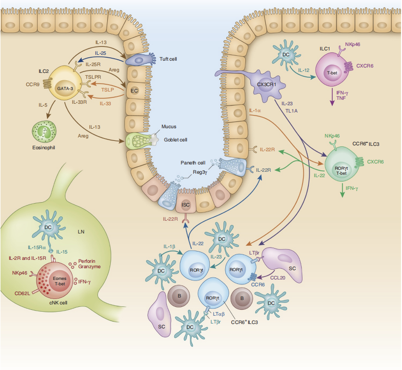 Big Panel Theory系列之—22色小鼠固有淋巴细胞（ILC）高维分析方案