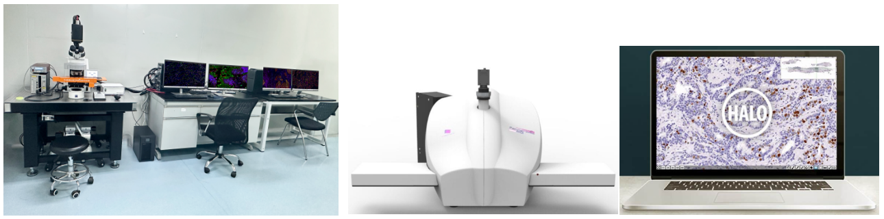 Absin多重荧光免疫组化服务