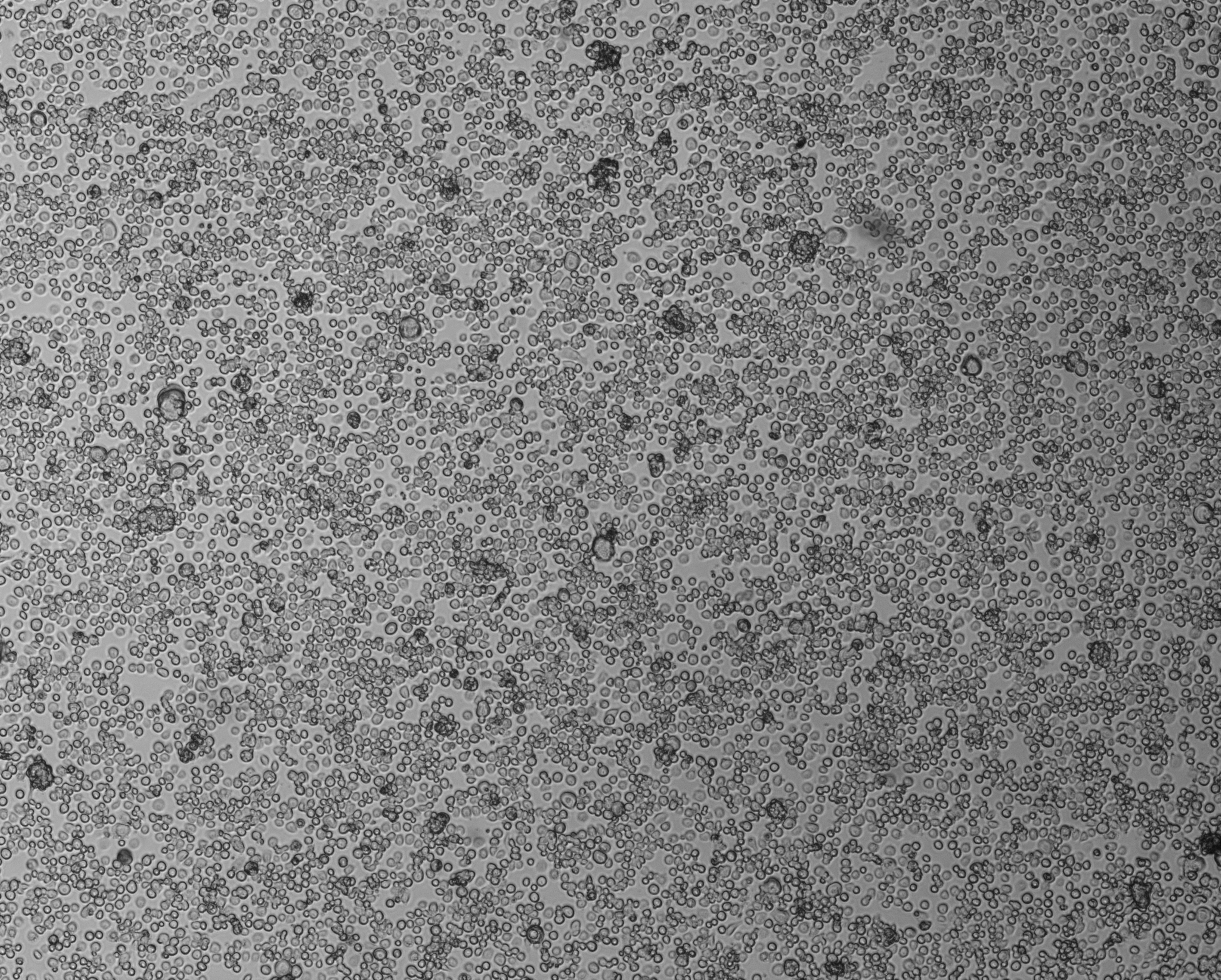 细胞攻略 | SF9(昆虫卵巢细胞)细胞培养教程