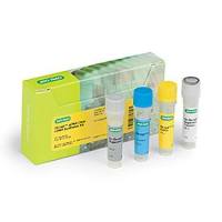 伯乐Bio-Rad 1725035 iScript™ gDNA Clear cDNA Synthesis Kit,合成试剂盒,100 x 20 µl